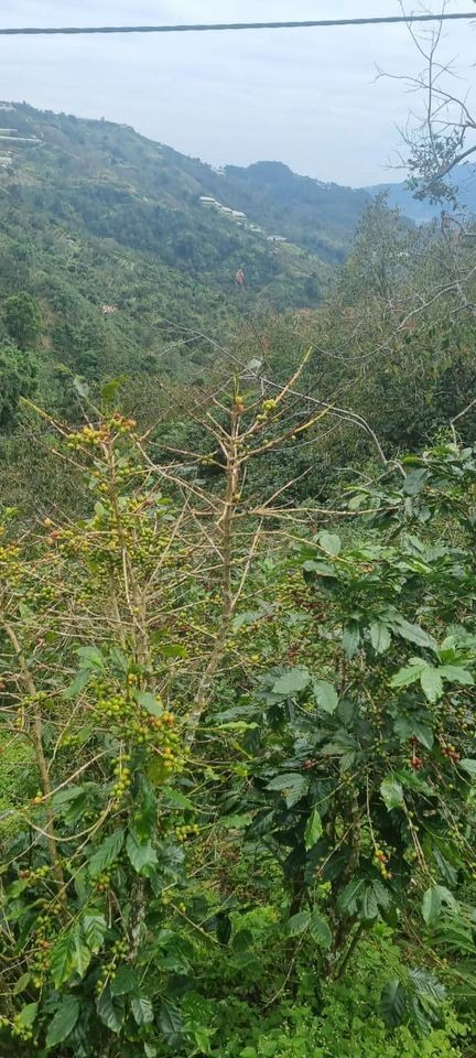 Bán 2,2 sào sổ riêng nông nghiệp có suối...