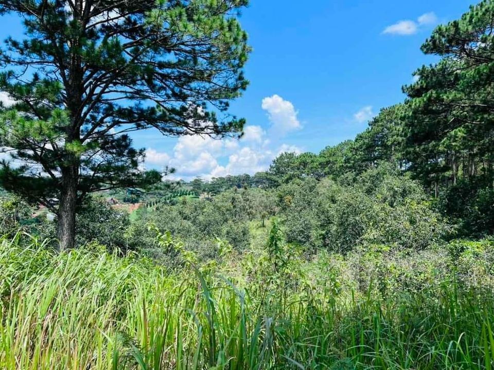 Cần bán 2ha Đất tại xuân thọ tp đà Lạt...