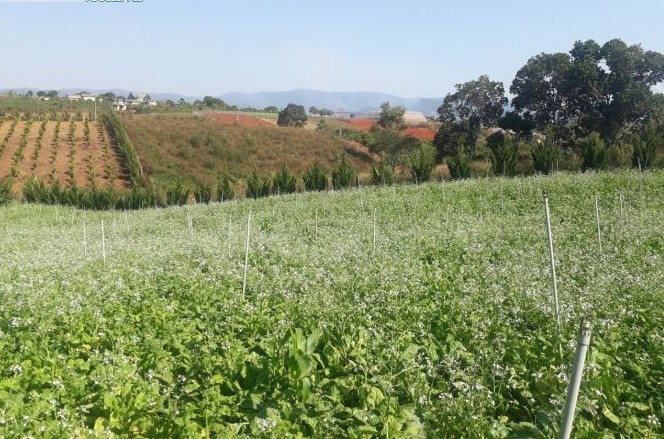 CẦN BÁN 2 HECTA ĐẤT TÀ NUNG, CÁCH ỦY BAN...