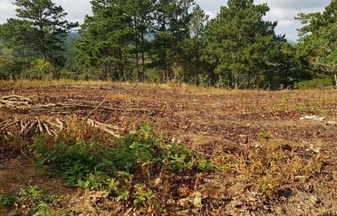 HIỆN CÓ 5 NỀN ĐẤT NÔNG NGHIỆP SỔ ĐỎ...