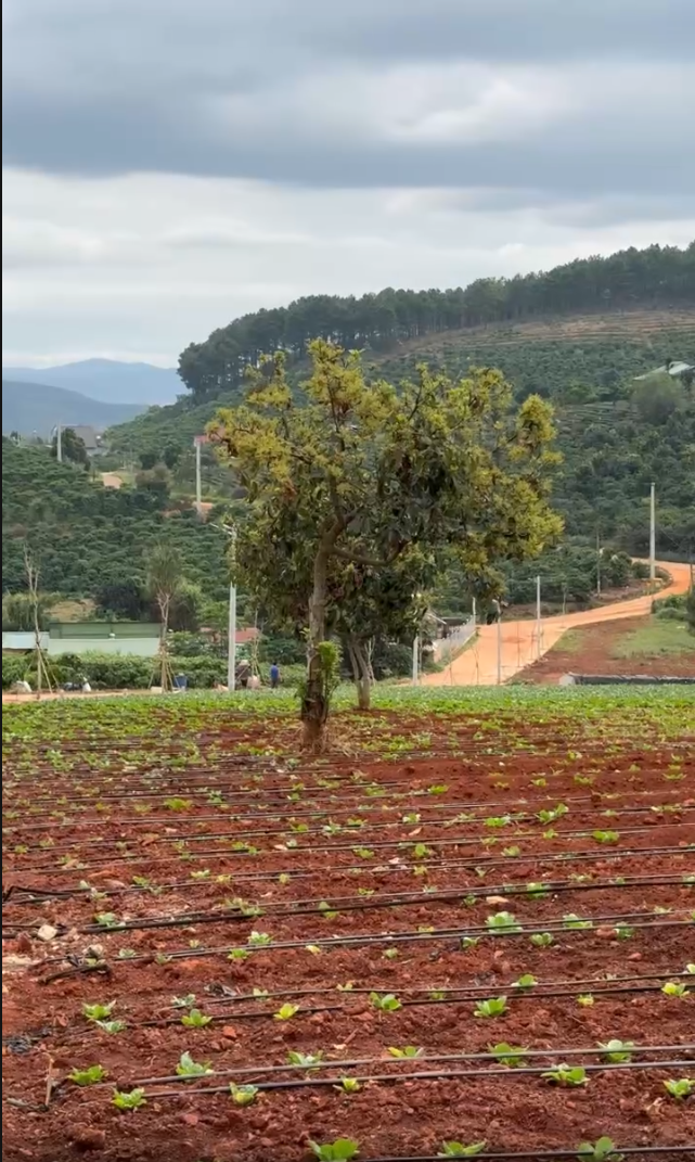 Mảnh đất cách nhựa chính 900m, view đồi...